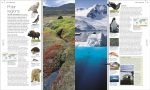 Animal: The Definitive Visual Guide  (4th Edition) For Sale