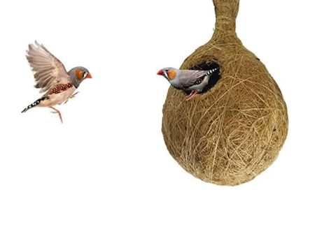 Bird nest natural coir fiber and coconut shell brown with hanging For Cheap